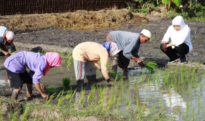 Gubernur Jatim Khofifah Indar Parawansa saat menunggu petani yang menanam padi. Di Jatim, produksi padi mengalami peningkatan.
